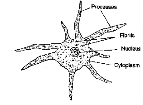 Glandular Epithelium